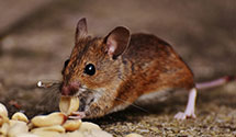 Find Exterminators in Charlottesville City County